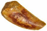 Serrated Raptor Tooth - Real Dinosaur Tooth #360996-1